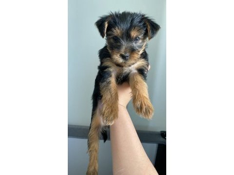 Yorkshire terrier köpeğimize yuva arıyoruz