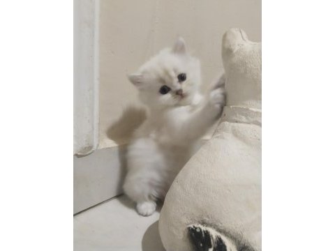 Safkan british shorthair yavrular