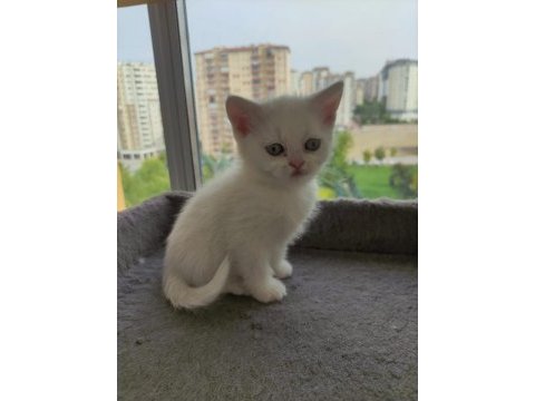 Yavru cins kedi uygun puanlı