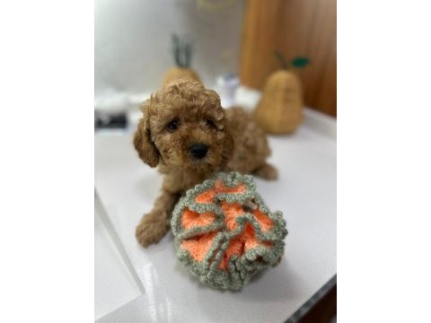 3 aylık 1 dişi ve 2 erkek poodle