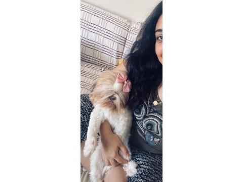 Shih-tzu dişi