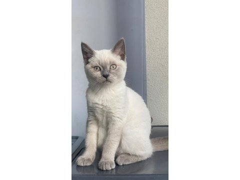 Dişi blue point british shorthair