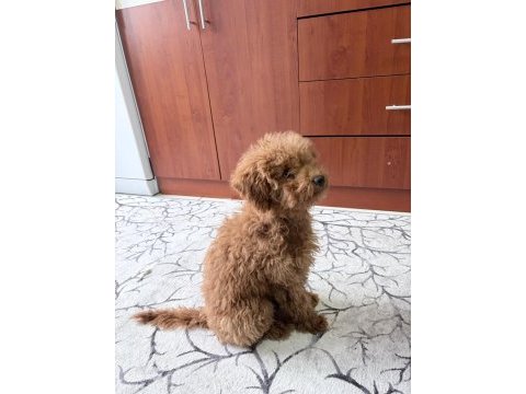 Sevimli poodle köpekler