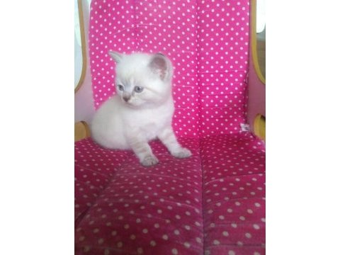 Teslime hazır british shorthair yavrularım