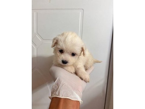 Özenle büyütülen maltipoo yavrularımız 