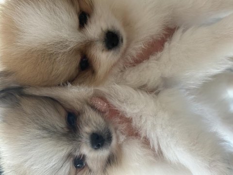 50 günlük pomeranian dişiler