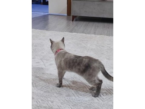 British shorthair 22 aylik misiva kızımıza yeni yuva