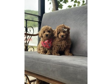 Toy poodle yavruları
