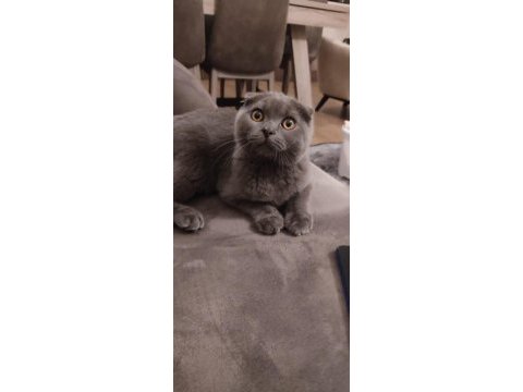 1 yaşında erkek çiftleştirme ilanı scottish fold