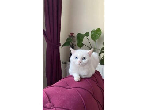 Pamuk scottish straight oğlumuza kalıcı yuva arıyorum