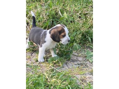 Sevimli beagle yavrulari