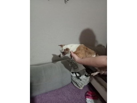 Standart chihuahua dişi