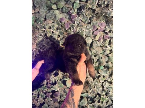 Ruhsatlı çiftlikten a kalite alman çoban köpeği