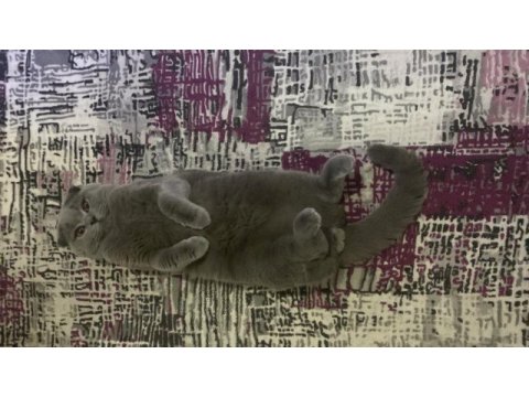 Scottish fold kısır tüm aşıları tam ücretsiz