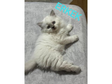 2 aylık british ve scottish bluepoint shorthair yavrular