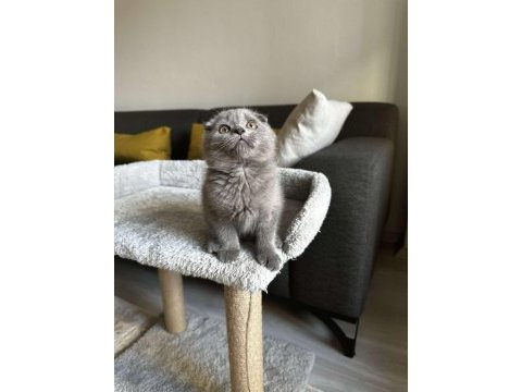 Sıfır kulak scottish fold cinsi yavrumuza aile arıyoruz