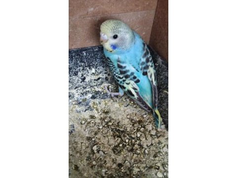 Yavru çok güzel ev üretimi muhabbet kuşu