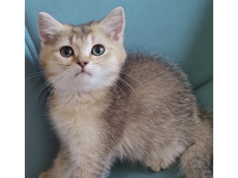 Golden british shorthair yavrular