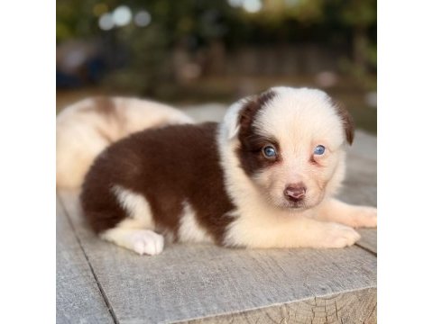 Border collie a kalite yavrularımız