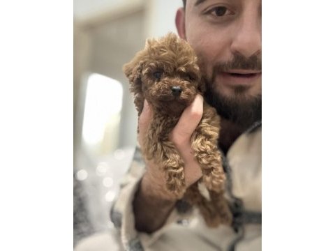 Orijinal toy poodle bebekler