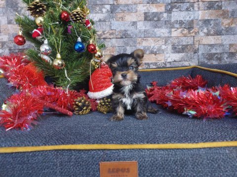 Mikro tea cup yorkshire terrier yavrumuz