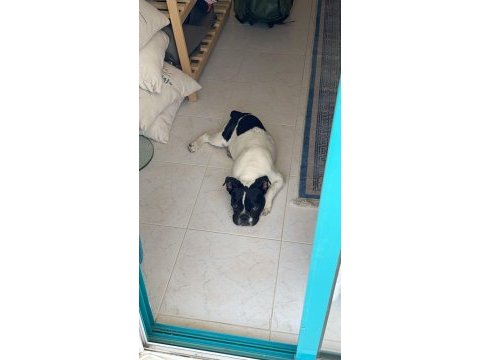 6 aylık french bulldog