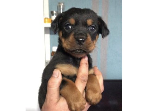 Irk ve sağlık garantili macar rottweiler yavru