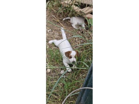 Fırlama jack russell show kalite