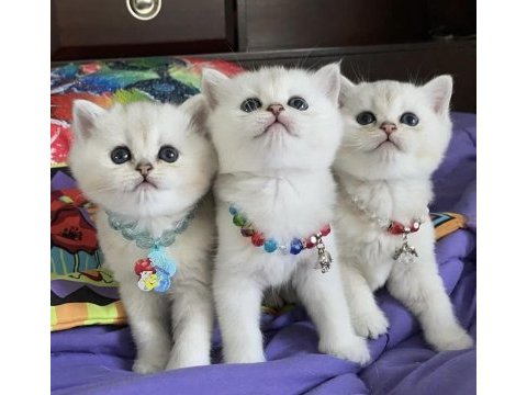 Brıtısh shorthair sılver yavrularım 