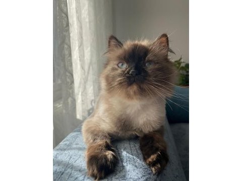 Tuvalet eğitimi var çok uysal british shorthair