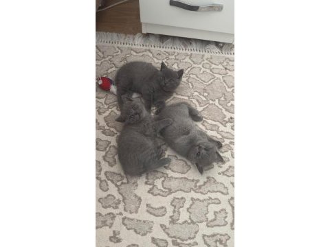 28.03.2025 doğumlu british shorthair yavrularımız