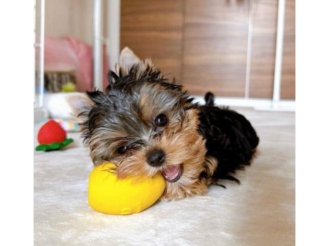Evinizin akıllı yorkshire terrier şekeri