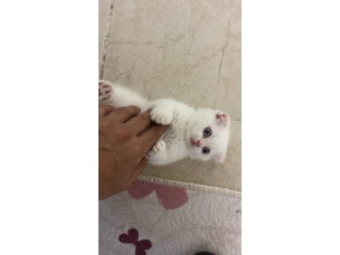 3 aylık scottish fold- chinchilla melezi kedimiz