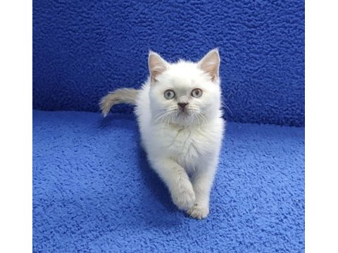 British blue point yavrumuz teslime hazırdır