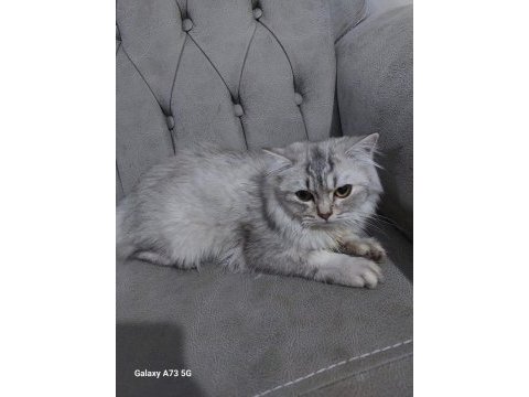 British longhair dişi diye aldık erkek çıktı