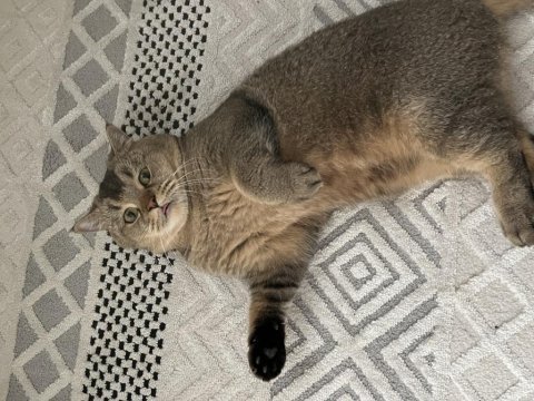 Ücretsiz british shorthair kedisi