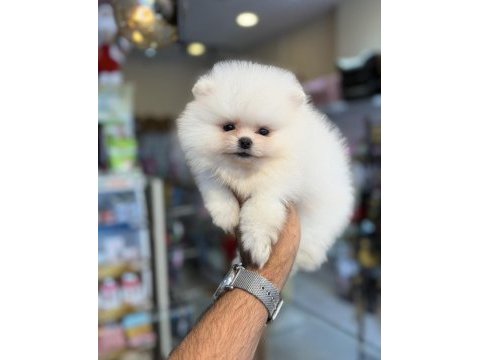 Pomeranian yavruları