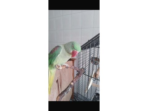 Full evcil alexander ilgi bağımlısı