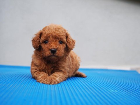 Toy poodle yavrularımız
