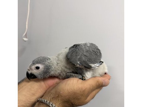 70 günlük bebek jako el besleme