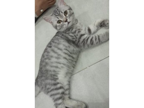 Kedi british shorthear