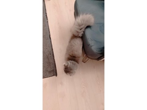 Nadir bulunan whiskas kürklü british