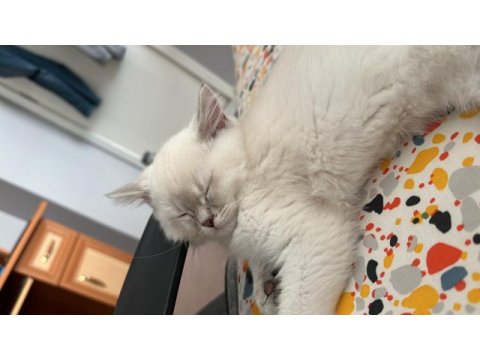British shorthair silver ny 1133