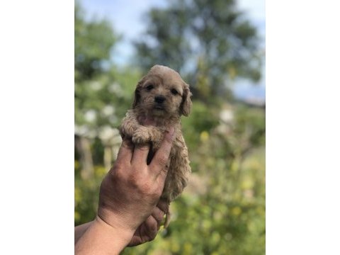 Kg garantili maltipoo bebekler