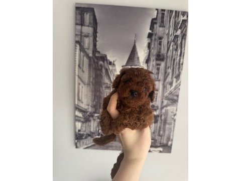 Orjinal teacup toy poodle dişi yavrular