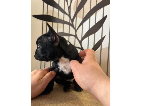 A kalite exotik french bulldog yavrular