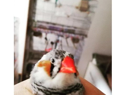 Ömrü uzatan hint bülbülü (zebra ispinozu)