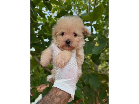 Toy poodle bebekleri