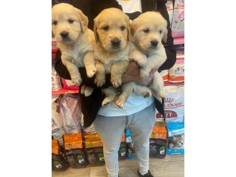 Baby face golden retriever yavruları