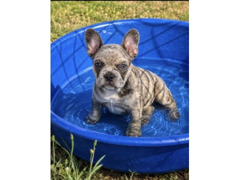 Satılık dişi fransız bulldog merle